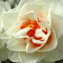 flowr.