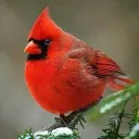 cardinalj