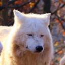 _hamed#4830's avatar