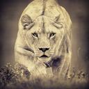 Lady Hafsa#2400 Lady Hafsa