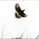 currawong.