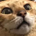 ikoneek