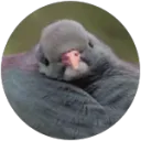 kiwi_is_pigeon avatar
