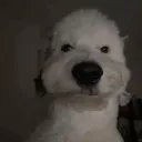 aarxnfps
