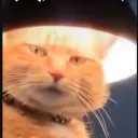 phlain