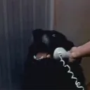 parrotlync