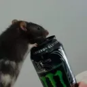 holechek