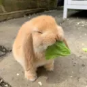 frogort.