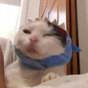 solopie