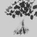 rootshin