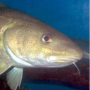 lucline#2682's avatar