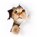 limbu06#3260's avatar