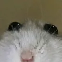 bunjaminbutton