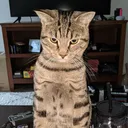 catboiky