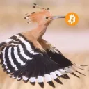 rollbirds
