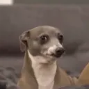 sithrooo avatar