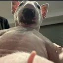 youraveragebo