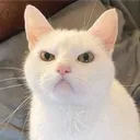 poorcoco_