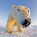 bearpro69