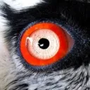 pigeon_orange