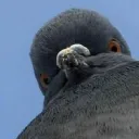 pigeon_dragon