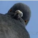 pigeon_dragon