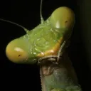 heidenbzr