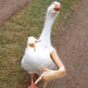 avatar Neccese