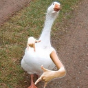 avatar Neccese
