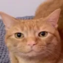 pyzorek