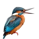 halcyoninae