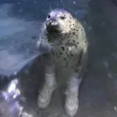 hollabackdad