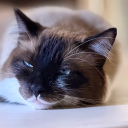 avatar A L F I E 🙂