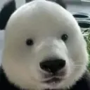 Biff Bichards's Avatar
