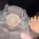 lucariius