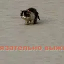 kibabus