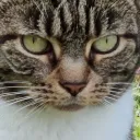 kittycat959