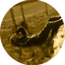jeroen2006
