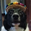 dexabear