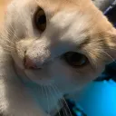 coconutbtw