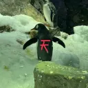 Xaveir's Avatar