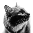 khs_dev