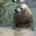 avatar бей негров