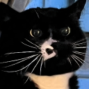 avatar 𓆩♡𓆪 Diana 𓆩♡𓆪