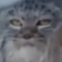 avatar 𓆩♡𓆪 Diana 𓆩♡𓆪