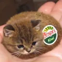 nayanko