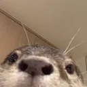 chlfox