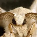 lobitoryu