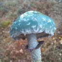 eiroth