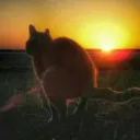 wolfkovacs